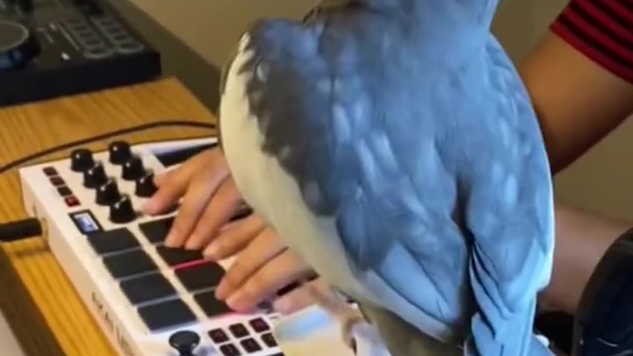 Little Cockatiel sings to the beat #parrot #bird #pet #cockatiel #cute