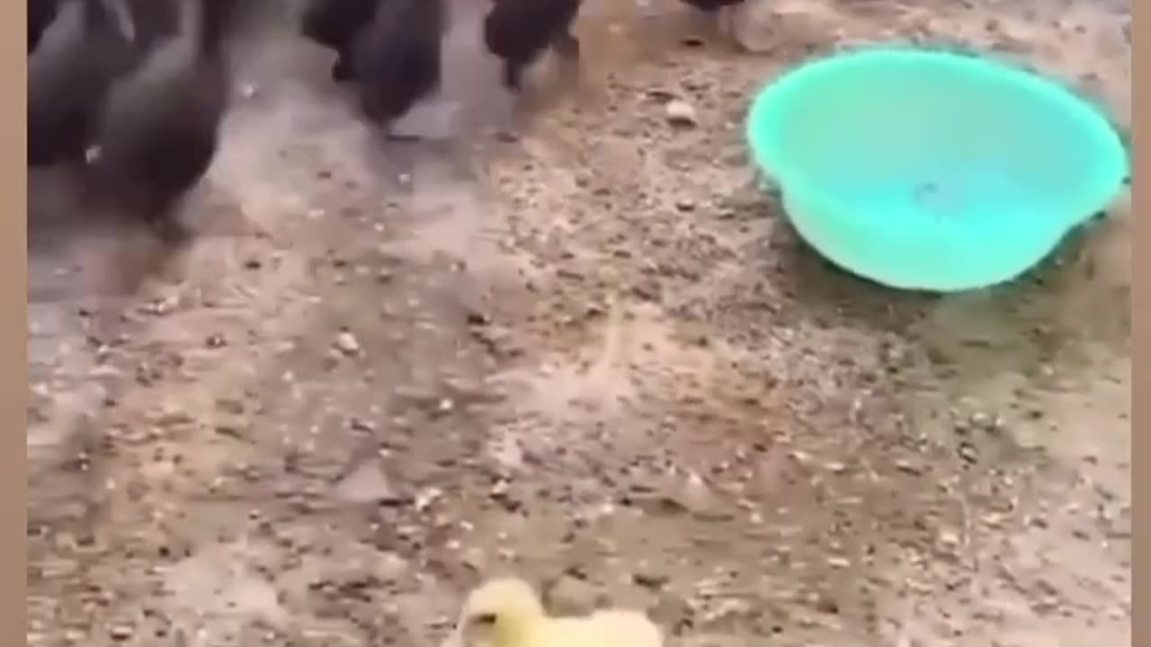 Brave little duck scares big ducks !