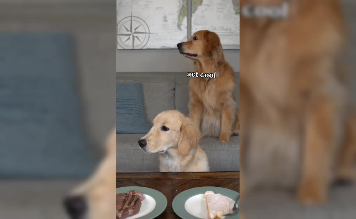 Trust test with dogs 🍱🐾🤝.