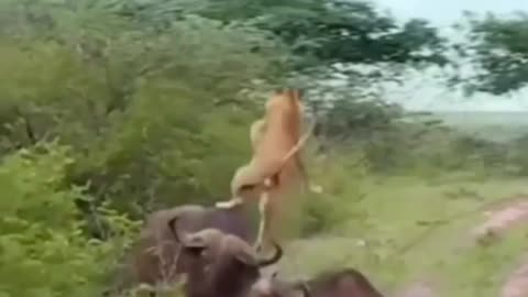 Animals fight