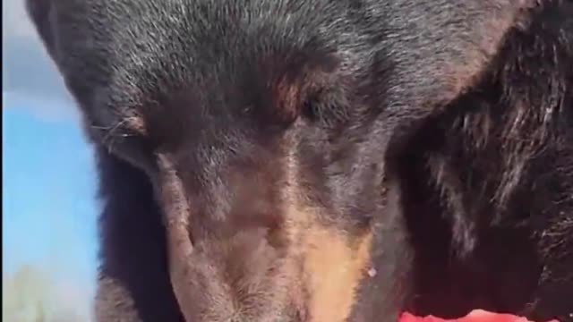 Bear seemed satisfied with eating a whole