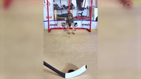 Funny animal videos 2023