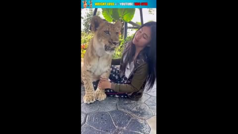 animalanimation