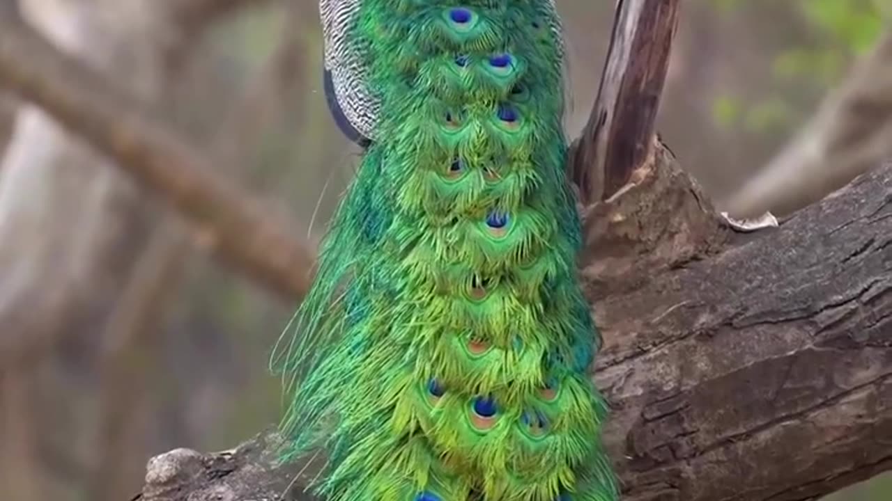 Peacock Wings