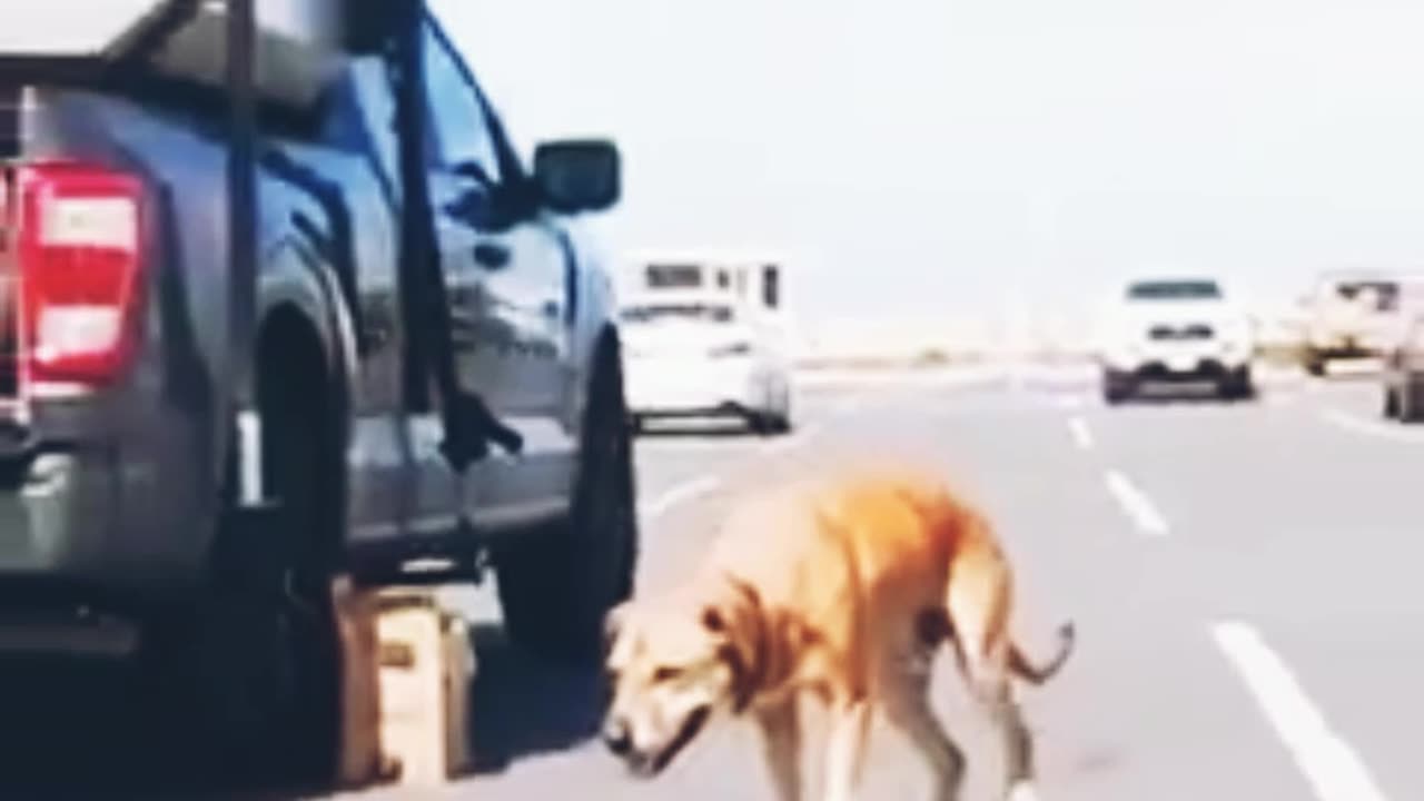 💕😍 Dog's like to take ride of skating 😁💕