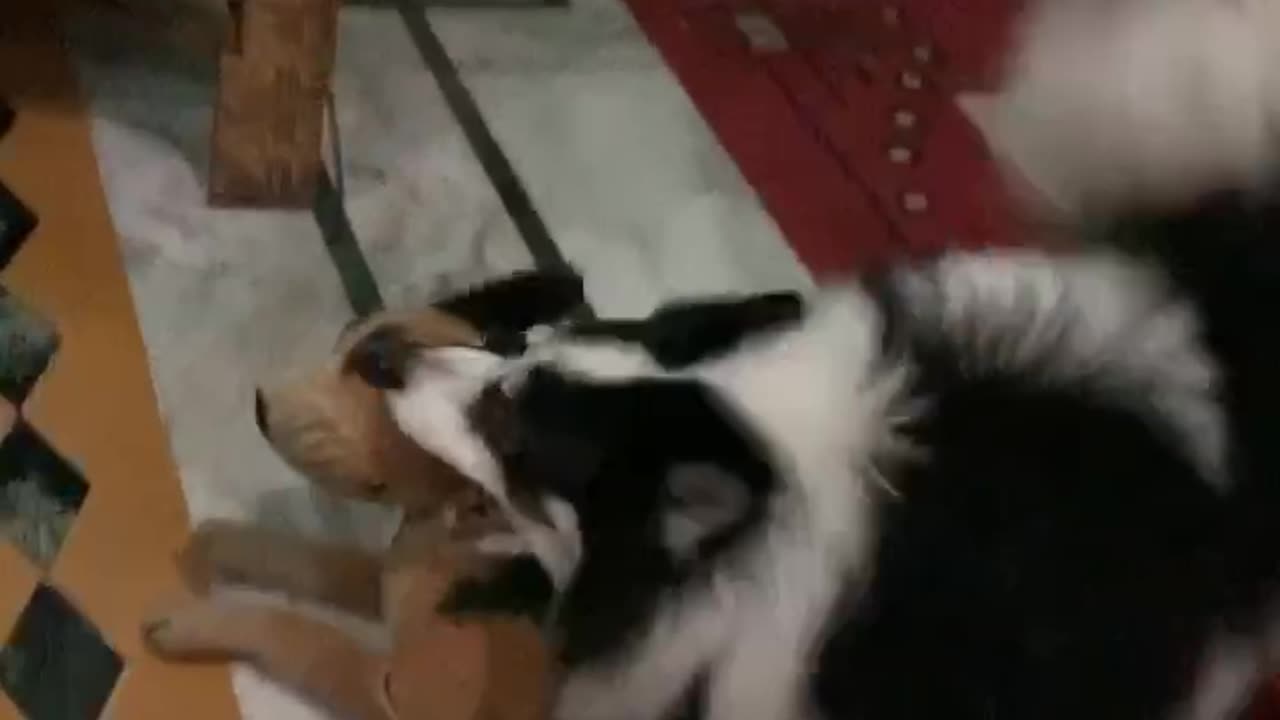 Angry Dog Barks badly