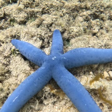 Snorkeling Adventures Await! Blue Starfish