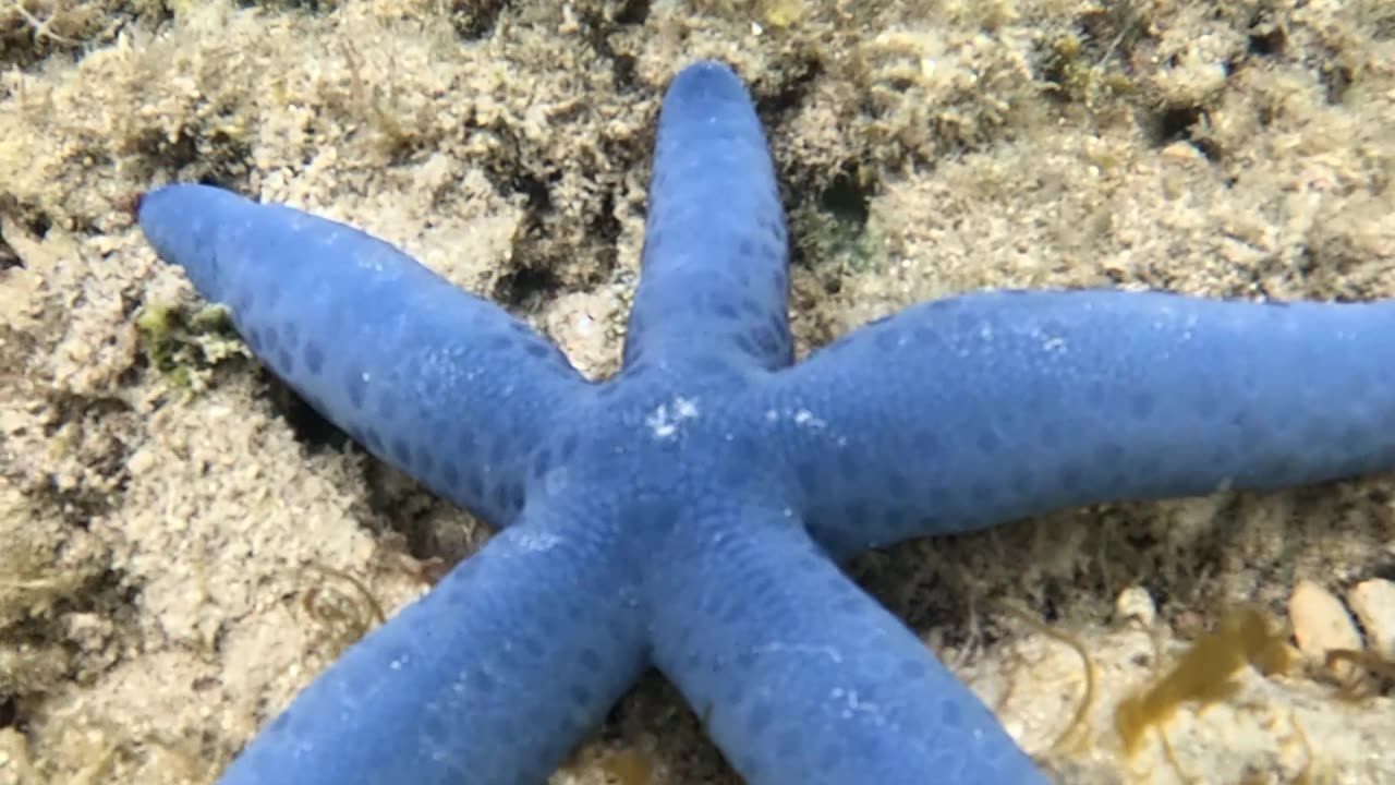 Snorkeling Adventures Await! Blue Starfish