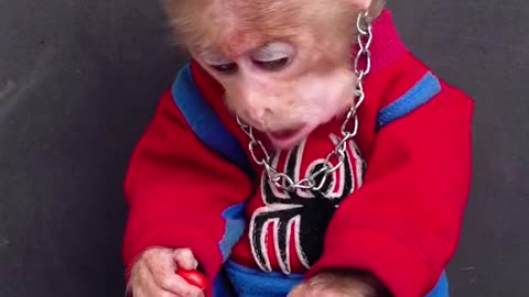 Monkey baby