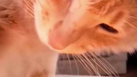 Curious cat