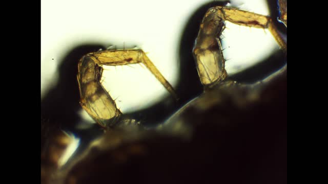 microscope stuff