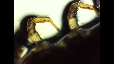 microscope stuff