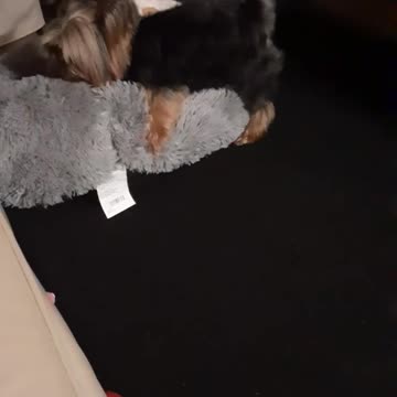 Yorkie Dog Goes Full Beast Mode on Innocent Bed While Mom Catches it on Camera