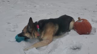 Yogi with his big throbbing pumpkin and frozen blue balls (5 of 8)