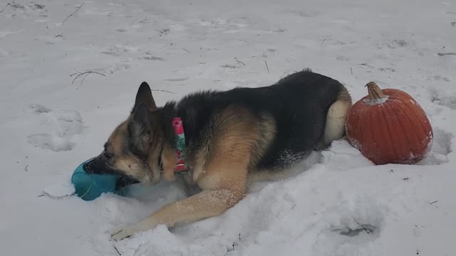 Yogi with his big throbbing pumpkin and frozen blue balls (5 of 8)