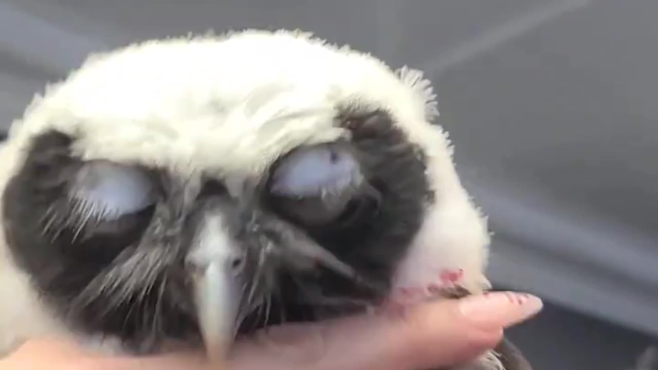 Cute Owl with Baby Feathers! #shorts #birds