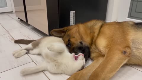 The_German_Shepherd_is_the_Best_Friend_for_Cats(720p)