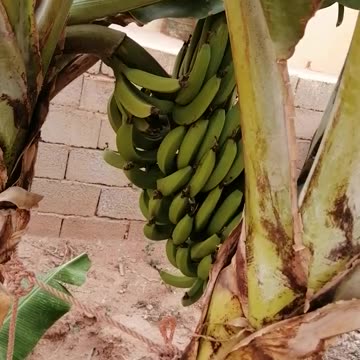 De la nature la bannane