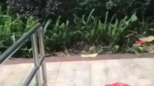 Cute dog