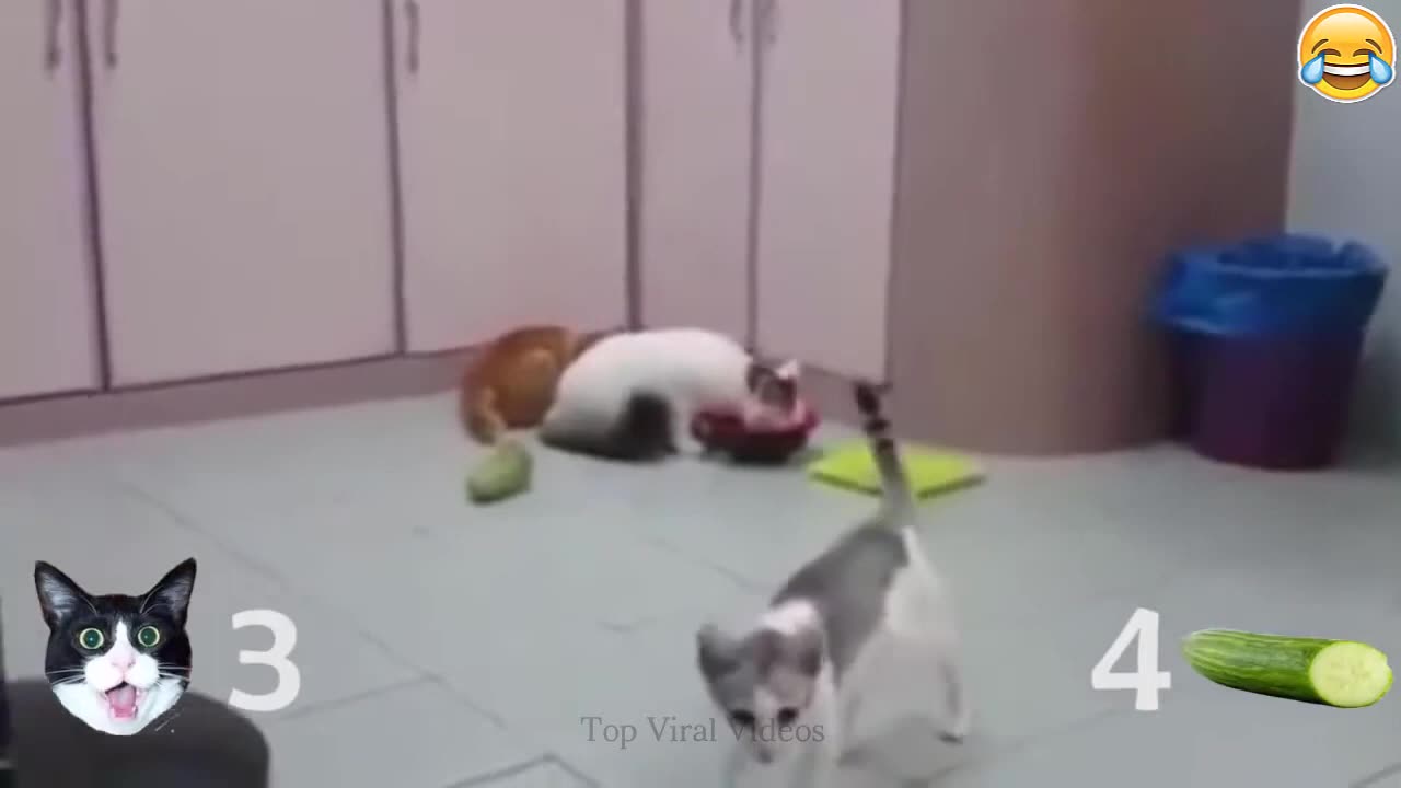 Cat vs cucumbers Funny pet videos