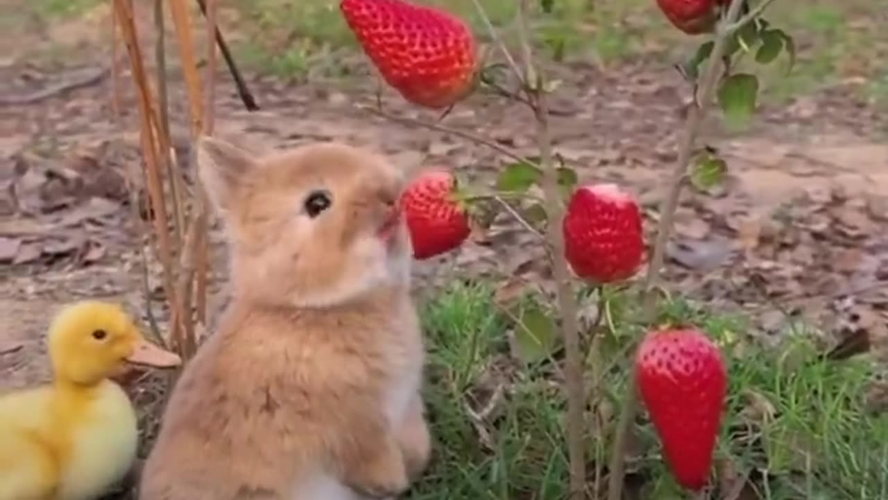 Cute Bunny With Cute Duck Stealing Health Food