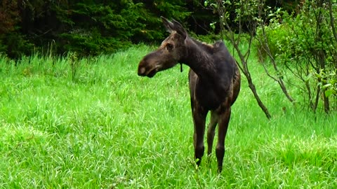 Roadside Moose