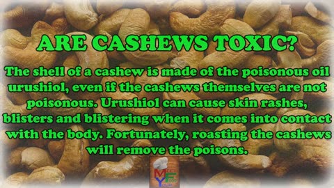 Healthy benefits of cashew nut