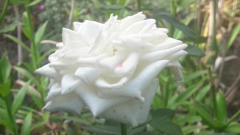 White roses