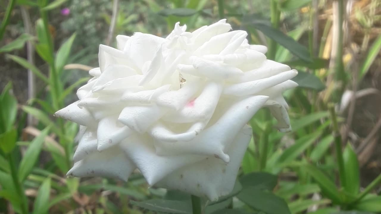 White roses