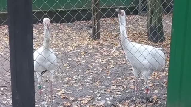 Long necked Sea birds reactions towards strangers