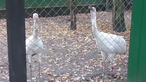 Long necked Sea birds reactions towards strangers