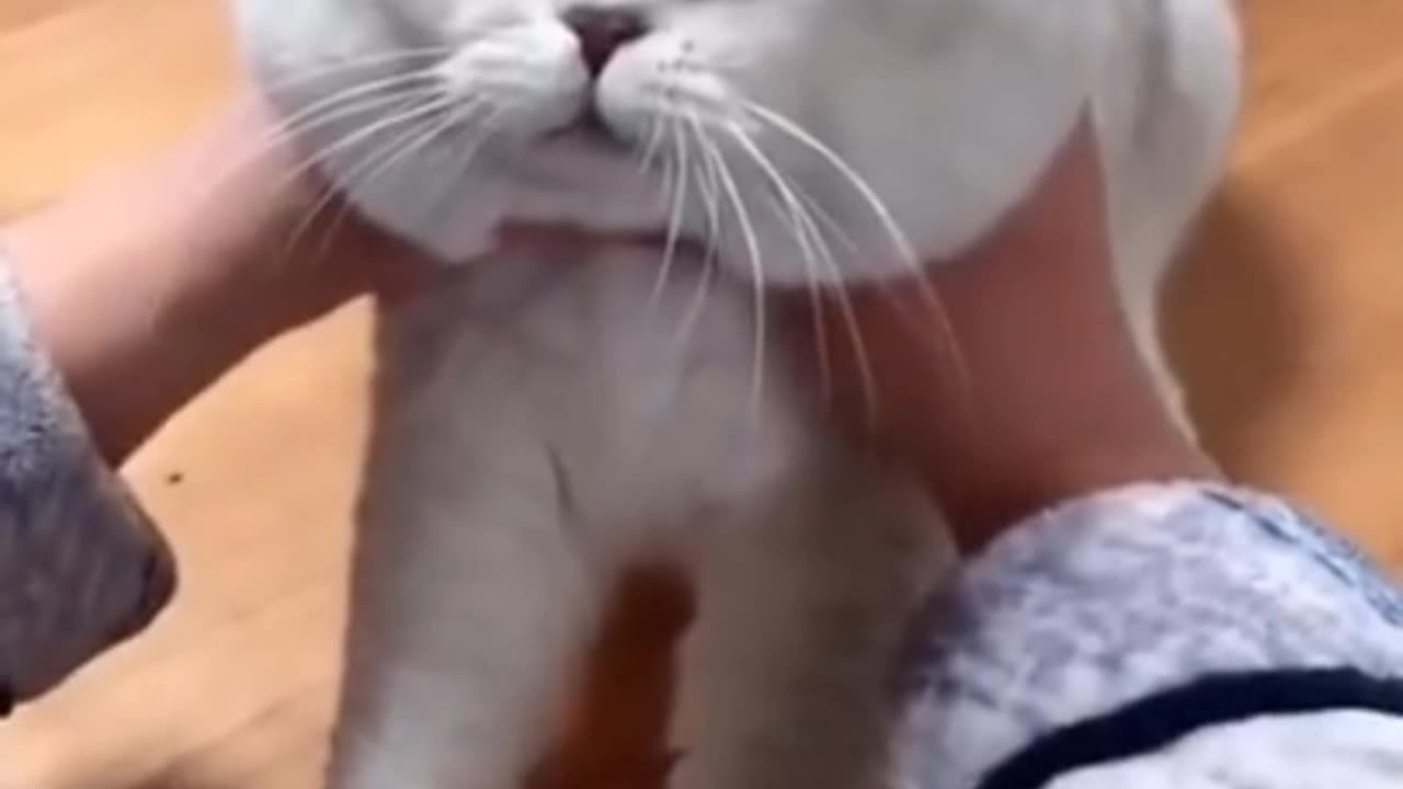 Most satisfying cat video