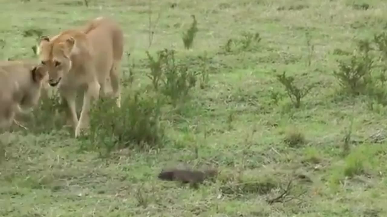 Nature lion encounter a mongoose