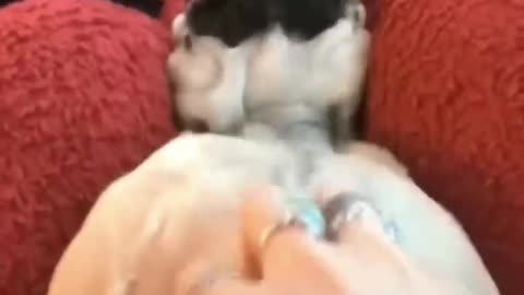 AWW Top Funny Cats And Dogs Videos