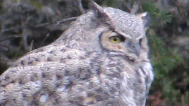 Great Horned owl in Yellowstone park