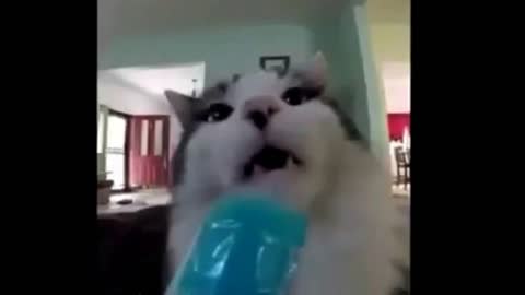 Cats eating icecream reaction