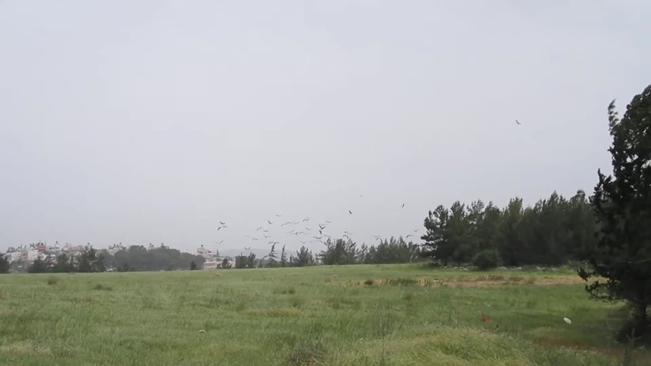 White Bobwhite and Valley quails