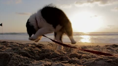 puppy playing on the sea