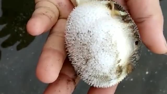 The puffer fish swells up like a balloon when touched