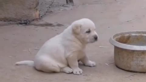 Cute baby dog