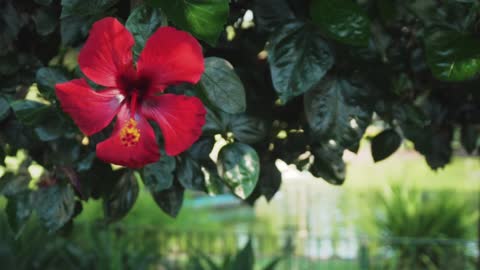 Review a red flower in the garden