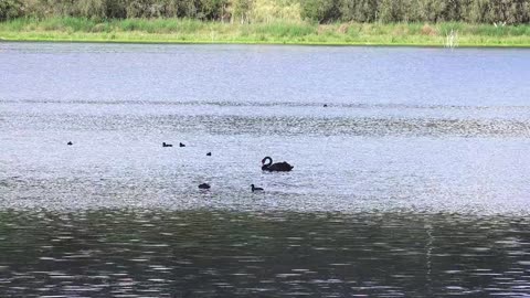 Bird Animal Water Nature Wildlife Black Beak