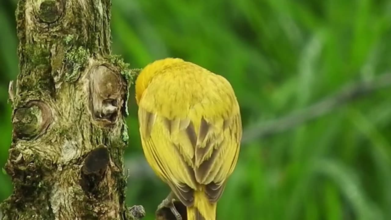 cute_bird_🔥