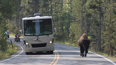 A bison