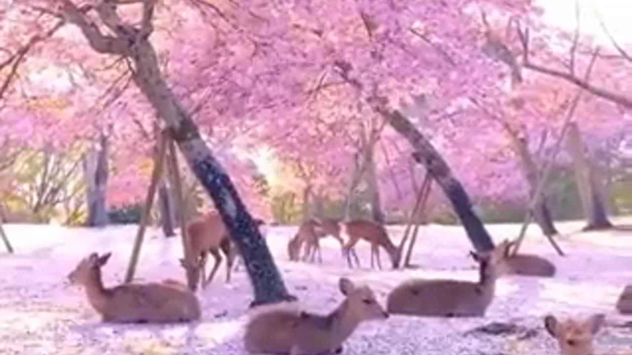 Deer resting on blossom blanket in Nara park, Japan.