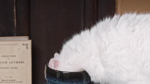 A CURIOSITY CAN KILL