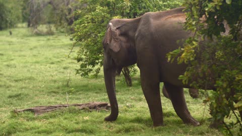 Elephant Eating Grass
