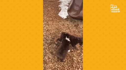 Cute Puppies for 20 Minutes having fun!!