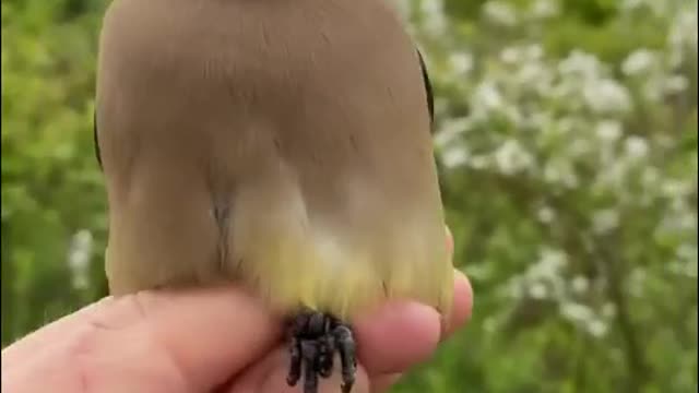 Cedar Waxwing Identification, All About of