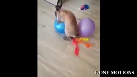 Very talented rabbit